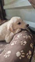 CAMPINO, Hund, Mischlingshund in Rumänien - Bild 6