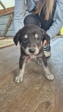 CASPAR, Hund, Mischlingshund in Rumänien - Bild 2