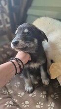 CASPAR, Hund, Mischlingshund in Rumänien - Bild 3