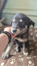 CASPAR, Hund, Mischlingshund in Rumänien - Bild 4