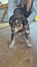 CASPAR, Hund, Mischlingshund in Rumänien - Bild 5