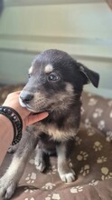 CASPAR, Hund, Mischlingshund in Rumänien - Bild 6