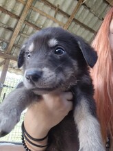 CASPAR, Hund, Mischlingshund in Rumänien - Bild 7