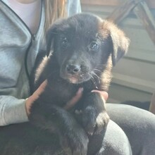 CORO, Hund, Mischlingshund in Rumänien - Bild 1