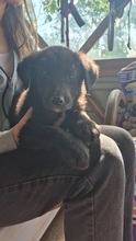 CORO, Hund, Mischlingshund in Rumänien - Bild 2