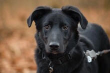 CORO, Hund, Mischlingshund in Ötisheim