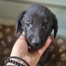 CHAPLIN, Hund, Mischlingshund in Rumänien - Bild 1
