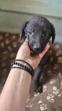 CHAPLIN, Hund, Mischlingshund in Rumänien - Bild 2