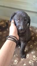CHAPLIN, Hund, Mischlingshund in Rumänien - Bild 3