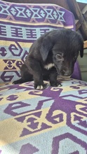 CHAPLIN, Hund, Mischlingshund in Rumänien - Bild 4