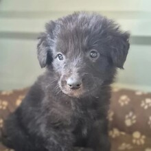 CHIGARU, Hund, Mischlingshund in Rumänien - Bild 1