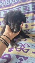 CHIGARU, Hund, Mischlingshund in Rumänien - Bild 2