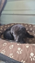 CHIGARU, Hund, Mischlingshund in Rumänien - Bild 3