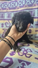 CHIGARU, Hund, Mischlingshund in Rumänien - Bild 4