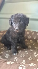CHIGARU, Hund, Mischlingshund in Rumänien - Bild 5