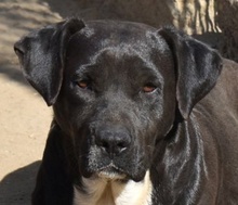 ELENOR, Hund, Mischling in Ungarn - Bild 1
