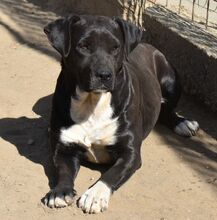 ELENOR, Hund, Mischling in Ungarn - Bild 2