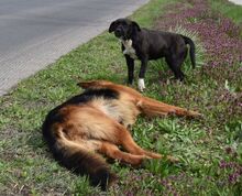 ELENOR, Hund, Mischling in Ungarn - Bild 4