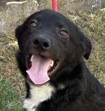 HERBIE, Hund, Mischling in Ungarn - Bild 1