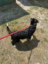 HERBIE, Hund, Mischling in Ungarn - Bild 3