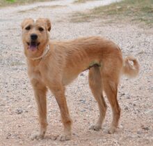LADYZ, Hund, Mischlingshund in Griechenland - Bild 1