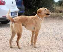 LADYZ, Hund, Mischlingshund in Griechenland - Bild 2