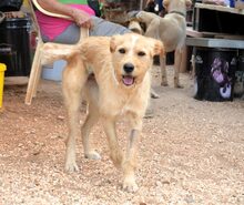 LADYZ, Hund, Mischlingshund in Griechenland - Bild 3