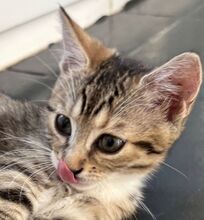 FELICITY, Katze, Hauskatze in Ungarn - Bild 1