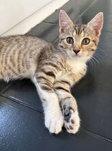 FELICITY, Katze, Hauskatze in Ungarn - Bild 2