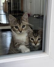 FELICITY, Katze, Hauskatze in Ungarn - Bild 3