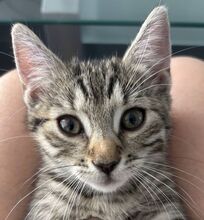 FLORENCE, Katze, Hauskatze in Ungarn - Bild 1