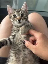 FLORENCE, Katze, Hauskatze in Ungarn - Bild 2