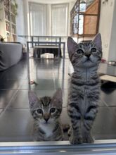 FLORENCE, Katze, Hauskatze in Ungarn - Bild 3