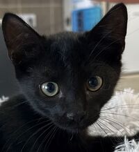 MORE, Katze, Hauskatze in Ungarn - Bild 1