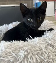 MORE, Katze, Hauskatze in Ungarn - Bild 2