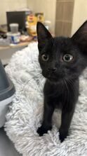 MORE, Katze, Hauskatze in Ungarn - Bild 3