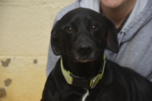 COCO, Hund, Mischlingshund in Spanien - Bild 1