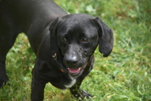 COCO, Hund, Mischlingshund in Spanien - Bild 2