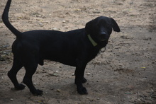 COCO, Hund, Mischlingshund in Spanien - Bild 3