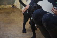 COCO, Hund, Mischlingshund in Spanien - Bild 4