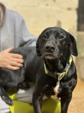 COCO, Hund, Mischlingshund in Spanien - Bild 5