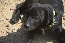 COCO, Hund, Mischlingshund in Spanien - Bild 7