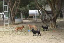 COCO, Hund, Mischlingshund in Spanien - Bild 8