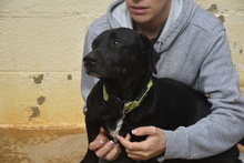 COCO, Hund, Mischlingshund in Spanien - Bild 9