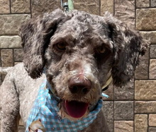 COQUITO, Hund, Perro de Agua Español in Spanien - Bild 1