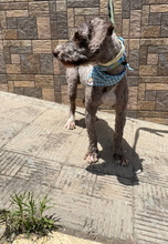 COQUITO, Hund, Perro de Agua Español in Spanien - Bild 2