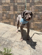 COQUITO, Hund, Perro de Agua Español in Spanien - Bild 3