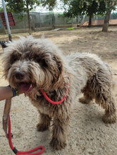 COQUITO, Hund, Perro de Agua Español in Spanien - Bild 4