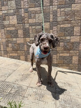 COQUITO, Hund, Perro de Agua Español in Spanien - Bild 5