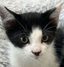 MORITZ, Katze, Hauskatze in Ungarn - Bild 1